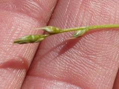 Chlorophytum calyptrocarpum