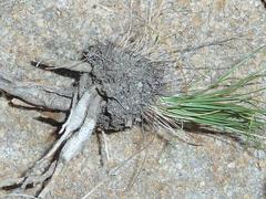 Chlorophytum calyptrocarpum