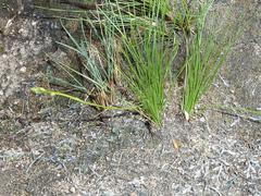 Chlorophytum calyptrocarpum