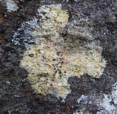 Gyrographa gyrocarpa