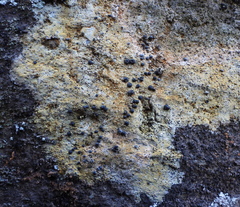 Gyrographa gyrocarpa