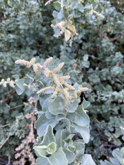 Atriplex nummularia nummularia