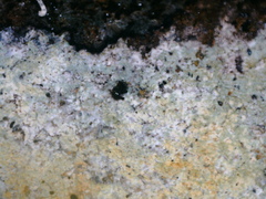 Gyrographa gyrocarpa