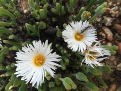 Monilaria pisiformis