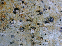 Gyrographa gyrocarpa