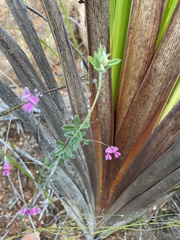 Indigofera filiformis