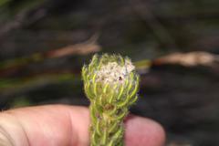 Phylica nigromontana