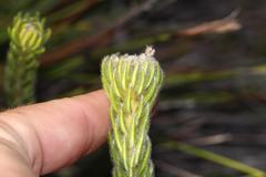 Phylica nigromontana
