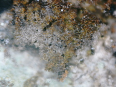 Gyrographa gyrocarpa