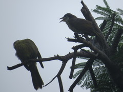 Gavicalis versicolor