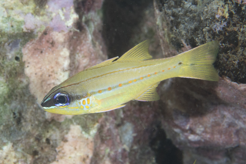Cheek-spot cardinalfish (Ostorhinchus chrysopomus) — Apogonidae