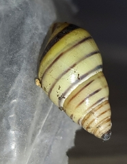 Drymaeus rufolineatus