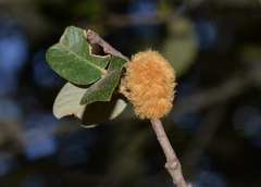Heteroecus melanoderma