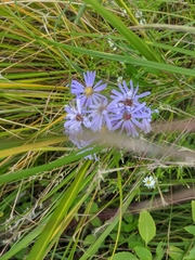 Symphyotrichum