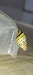 Drymaeus rufolineatus
