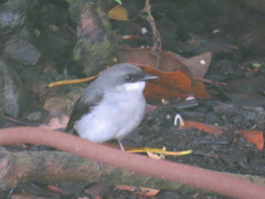 Eopsaltria pulverulenta