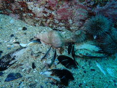 Africofusus ocelliferus