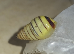 Drymaeus rufolineatus
