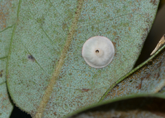 Paracraspis guadaloupensis