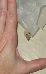 Drymaeus rufolineatus