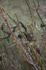 Leucadendron thymifolium