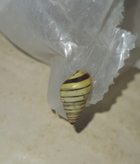 Drymaeus rufolineatus