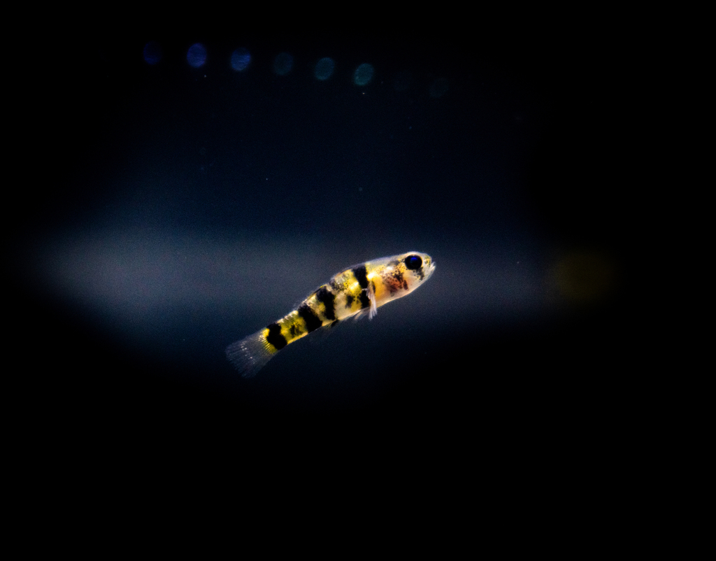 Bumblebee goby (Brachygobius nunus) — Gobiidae