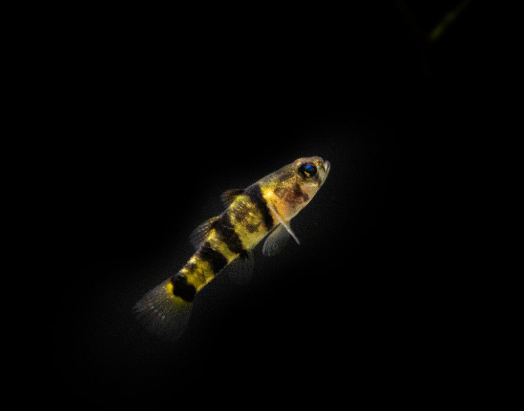Golden-Banded Goby