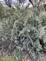 Atriplex nummularia nummularia