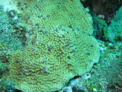 Turbinaria stellulata