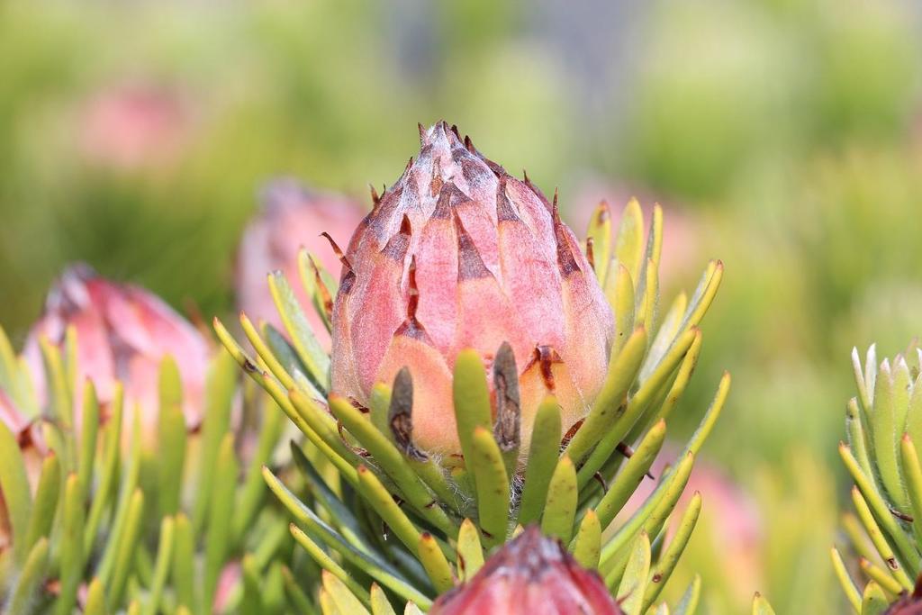 Summit Conebush