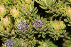 Leucadendron dregei