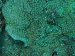 Turbinaria stellulata