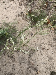 Polygonella articulata
