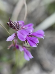 Indigofera filiformis