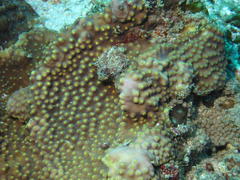 Turbinaria stellulata