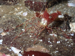 Pandalus stenolepis image