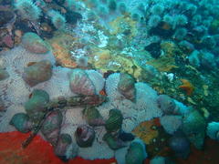 Clinus superciliosus