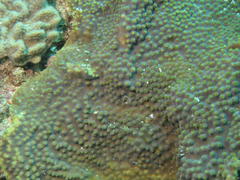 Turbinaria stellulata