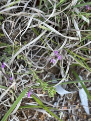 Indigofera filiformis