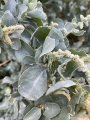 Atriplex nummularia nummularia