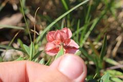Indigofera candicans