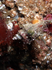 Scabrotrophon stuarti