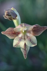 Gladiolus hyalinus