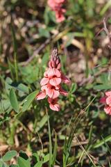 Indigofera candicans