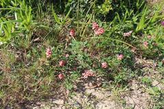 Indigofera candicans