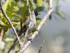 Schistochlamys melanopis