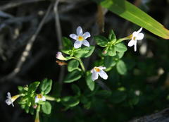 Chaenostoma cordatum
