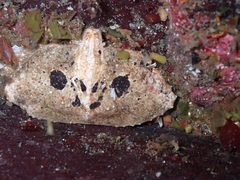 Cryptolithodes typicus