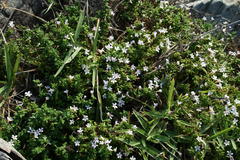 Chaenostoma cordatum